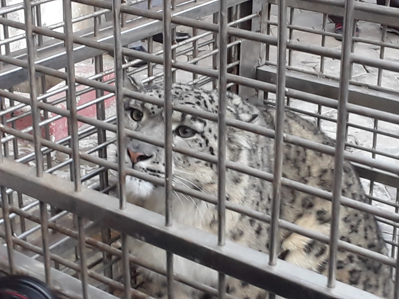 उद्धार गरेर ल्याइएको हिउँ चितुवा सार्वजनिक