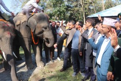 कतार पठाउन लागेका दुई हात्तीको बिदाइ