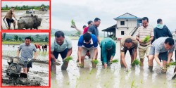 सिन्धुलीको मरिणमा रोपाइँ महोत्सव, मन्त्री र सांसदले हलो-ट्र्याक्टर जोते