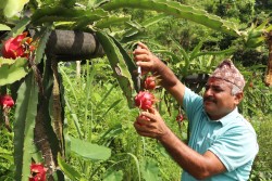 धादिङका किसान ‘ड्रागन फुड’मा रमाउँदै 