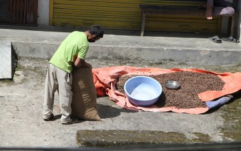 अलैँचीको मूल्य उच्च विन्दुमा, किसान उत्साहित