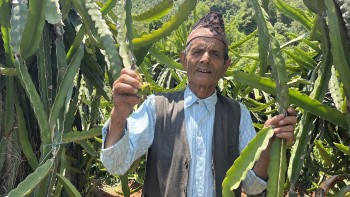 ड्रागन फ्रुटबाट वार्षिक दश लाख आम्दानी गर्दै ७७ वर्षीय बालकृष्ण