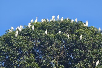 रुखमा बसेको बकुल्ला