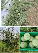 हरिहरपुरगढीको नमुना कृषि खेती : पालिका परिसरमै तरकारीदेखि फलफूल लटरम्म