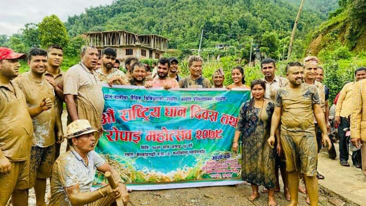 बेलकोटगढी नगरको पहिलो धान दिवसमा जे देखियो [तस्बिरहरु]