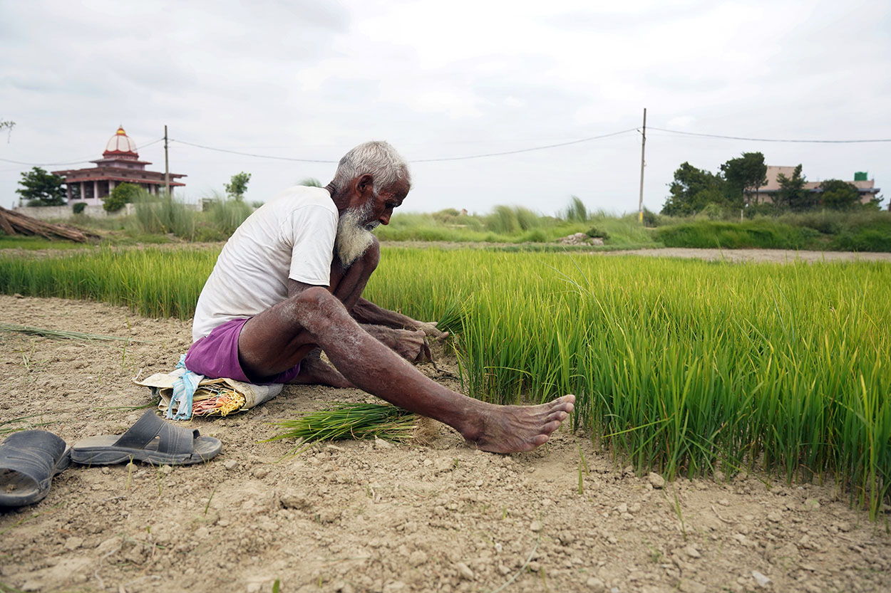 धानको बिउ उखेल्दै किसान