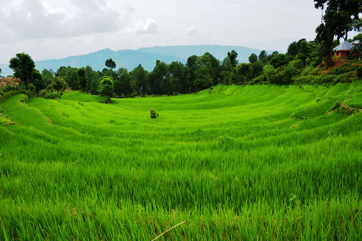 हरियाली धान खेती