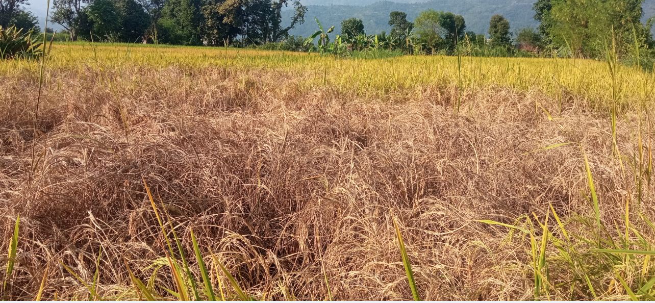 धानबालीमा समस्या, किसानलाई उत्पादन घट्ने चिन्ता