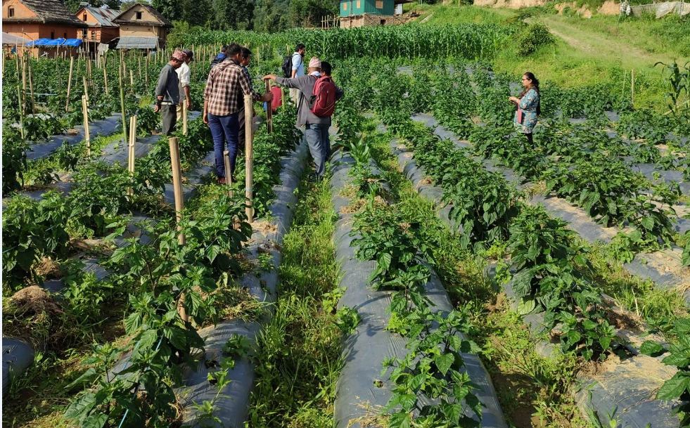 आम्दानीको स्रोत बन्दै अकबरे खुर्सानी