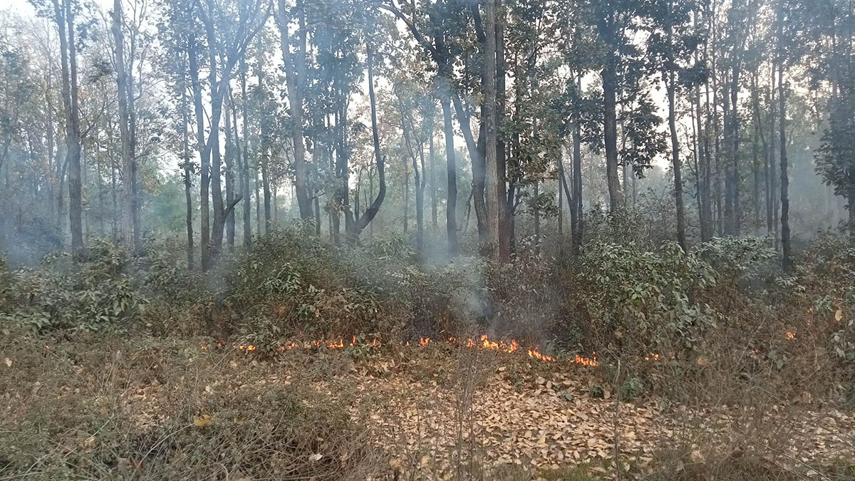 महोत्तरीमा डढेलोले सखाप हुँदै वन