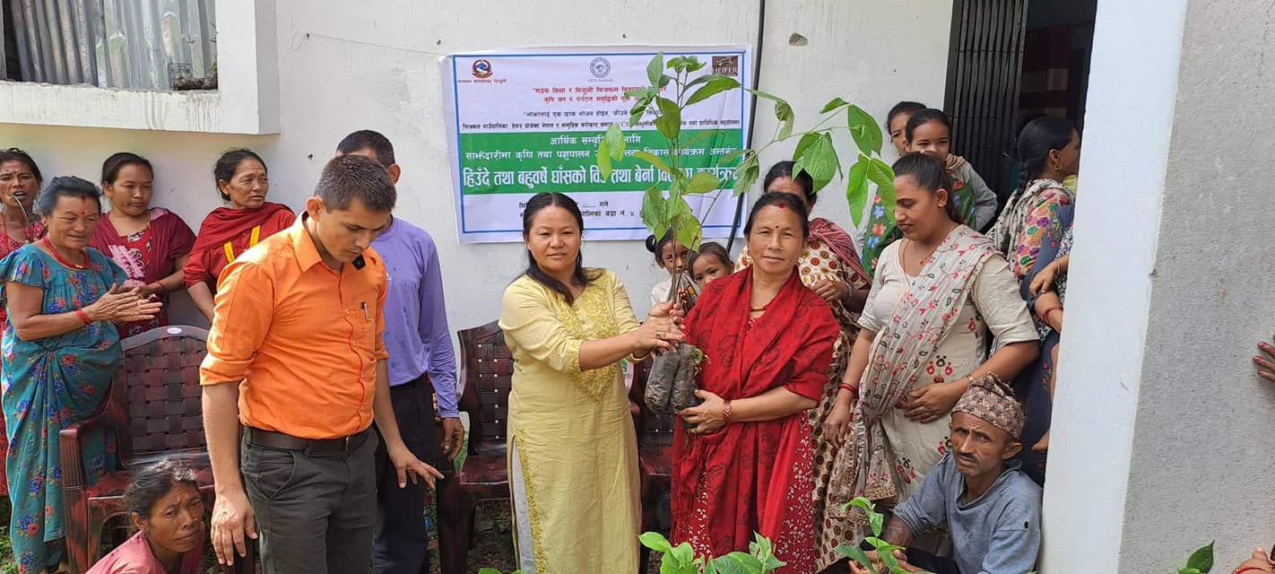 सिन्धुलीको फिक्कलमा १५ सय  कृषकलाई घाँसको बिरुवा र बेर्ना वितरण