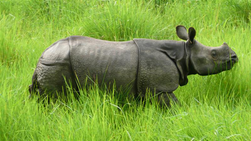 गैँडा मरेको घटनामा निर्माण कम्पनीका सञ्चालकलाई पक्राउ पुर्जी