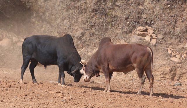 कोरोनाले नुवाकोटका सबै ठाउँमा गोरु जुधाई प्रतिस्पर्धा स्थगित