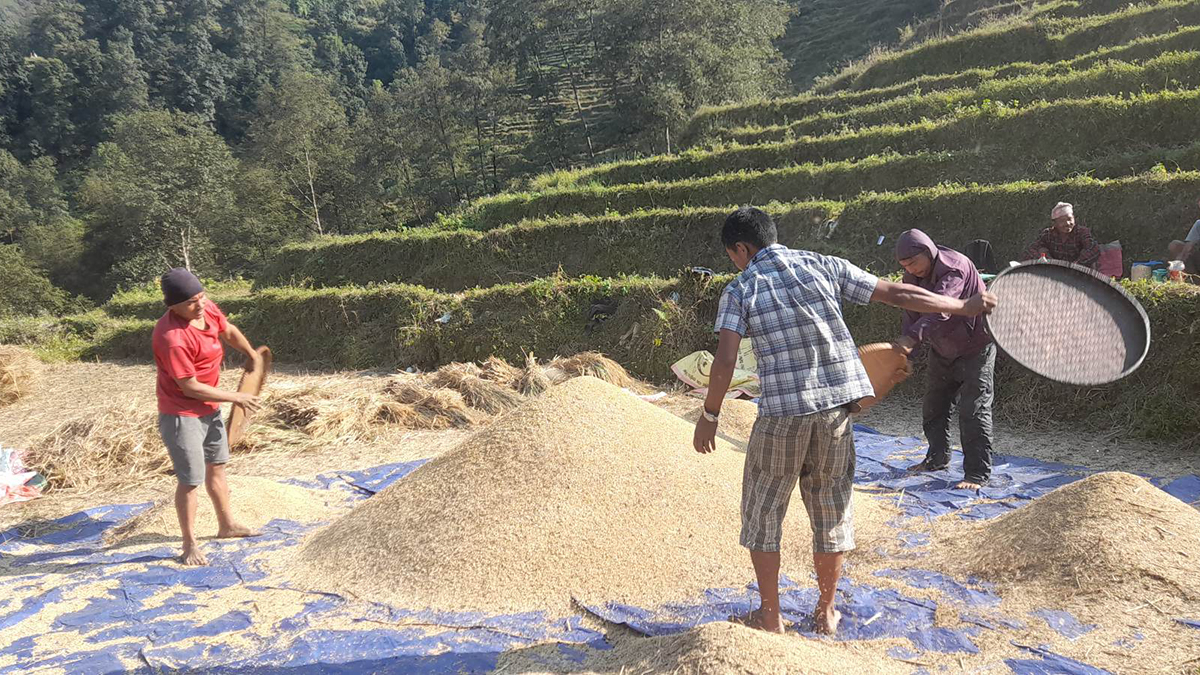 नुवाकोटका किसानलाई धान भित्र्याउने चटारो [तस्बिरहरु] 