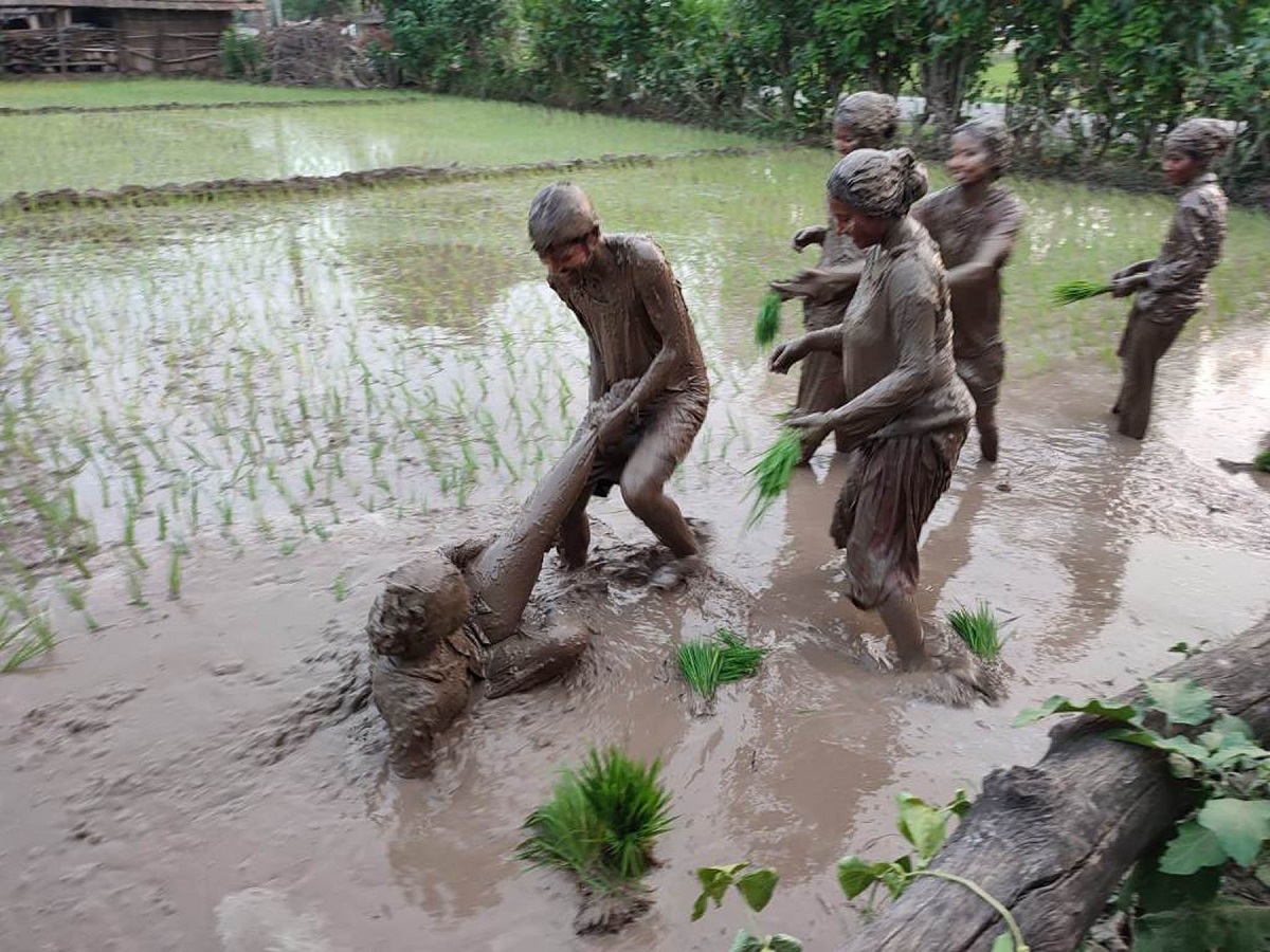 पर्याप्त वर्षाले छिटो रोपाइँ