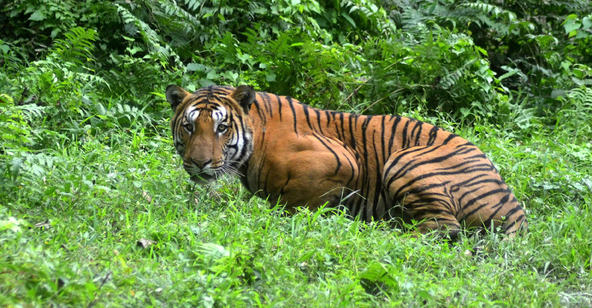 चितवनमा बाघको आक्रमणबाट मृत्यु