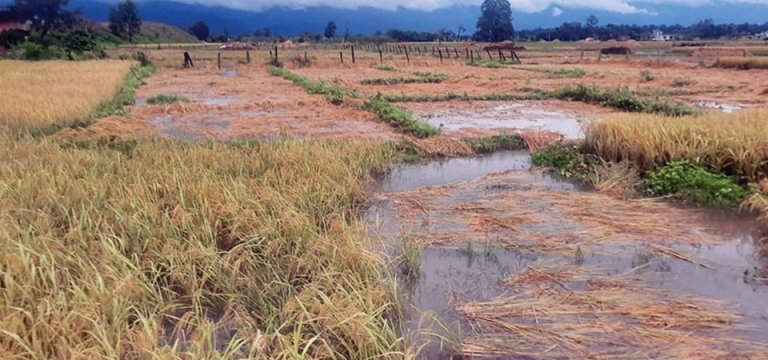 बाँकेमा वर्षाले धान बाली क्षति