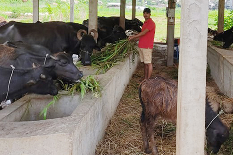 खाडीबाट फर्केर गाउँमा भैँसीपालन, मासिक चार लाख आम्दानी