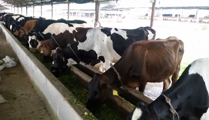 काठमाडौंमै गाई र भैँसीपालनबाट मासिक १० लाख आम्दानी