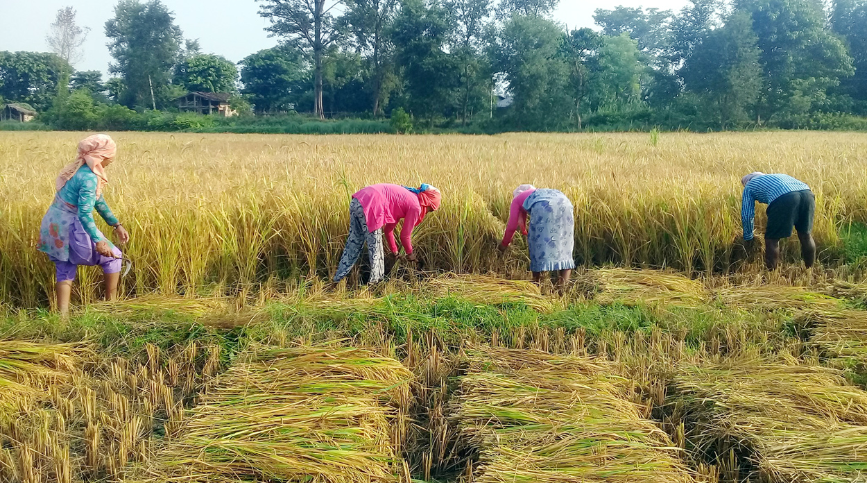 बेमौसमी वर्षाले धान उत्पादन घट्ने चिन्ता