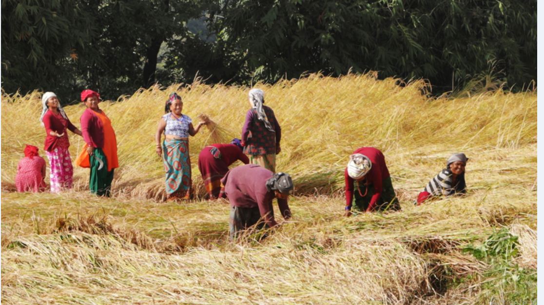 भित्र्याउने बेलाको वर्षाले धान उत्पादनमा कमी