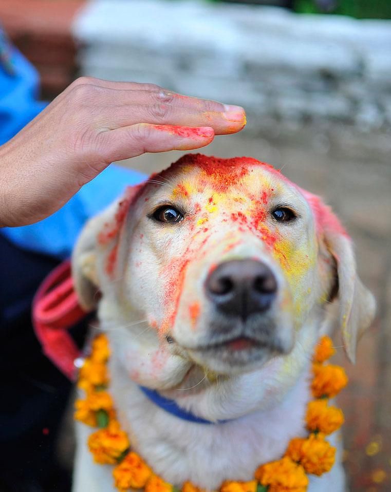 आज तिहारको दोस्रो दिन कुकुर पूजा 