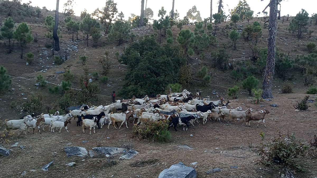 पुँगरमै बाख्रा पालनबाट मनग्य आम्दानी