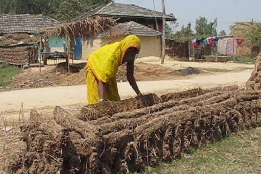 गोबरको गुइँठाबाट खाना पकाउन बाध्य