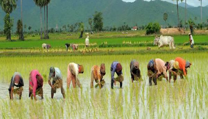 बारामा १५ हजार ५१० हेक्टरमा चैते धानखेती