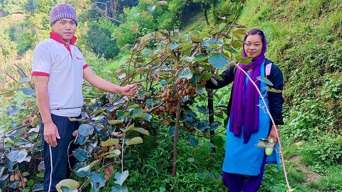 बाँझो बारीमा किवी, वर्षमै लाखौँ आम्दानी