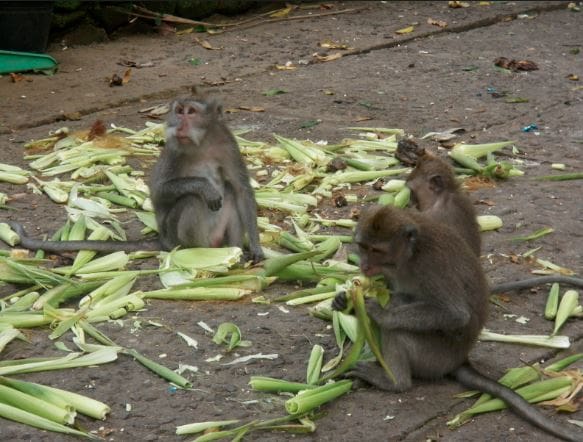 बाँदरले उपद्रो मच्चाएपछि बस्ती नै खाली