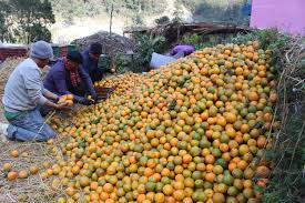 शीत भण्डारणमा सुन्तलाः किसानलाई राहत