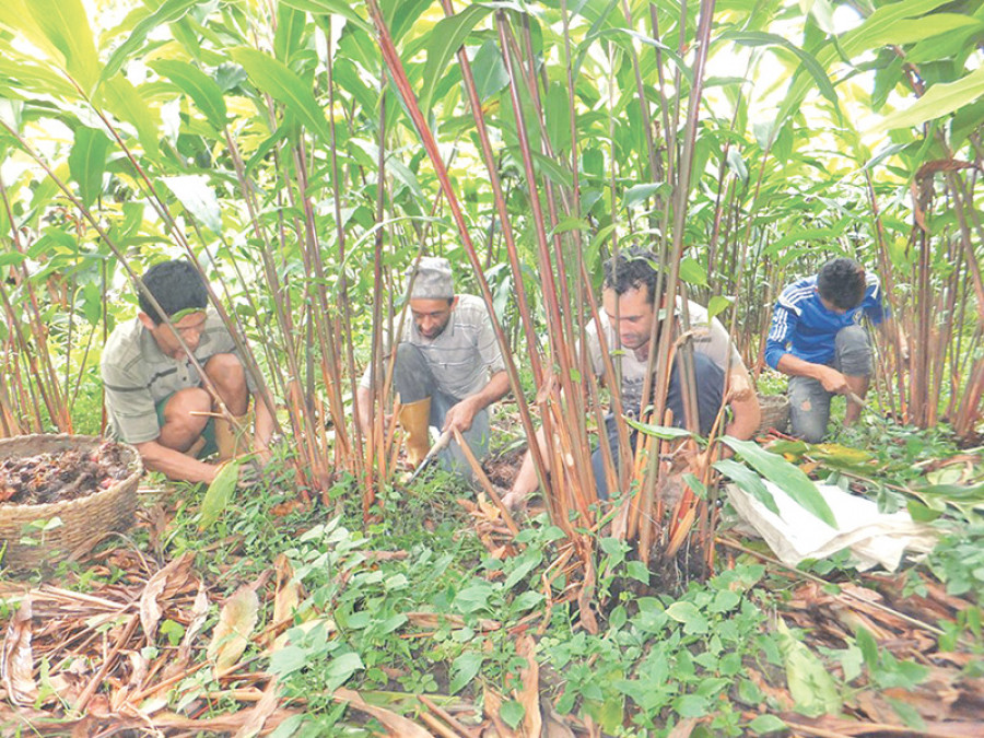 लमजुङमा अलैंची उत्पादन ८५ प्रतिशतले घट्यो